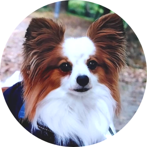 写真 犬