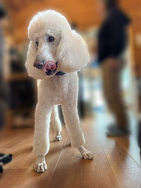 犬　写真