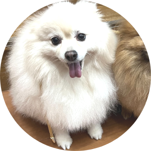 写真 犬