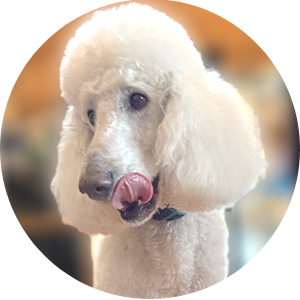 写真 犬