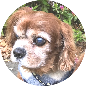 写真 犬