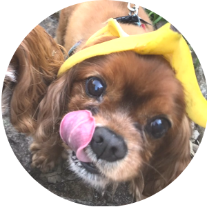 写真 犬