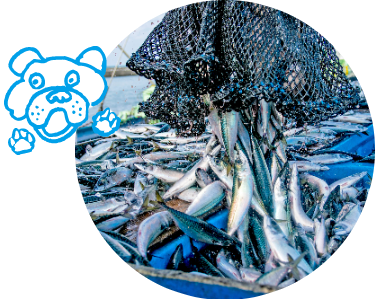 写真 魚 水揚げ
