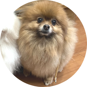 写真 犬