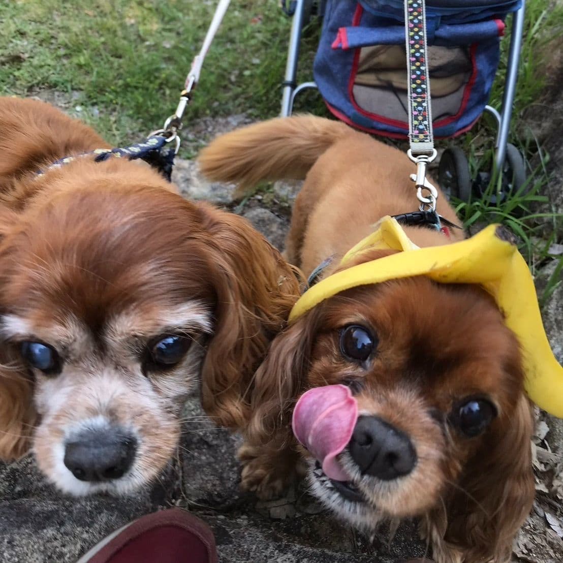 写真 犬