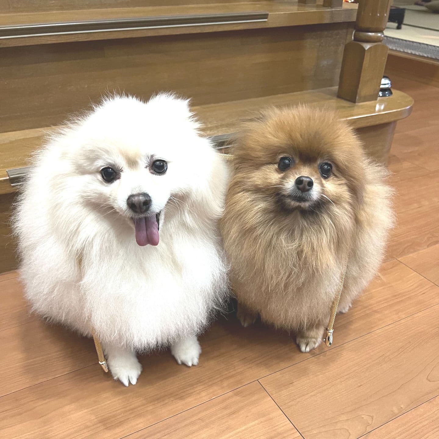 写真 犬