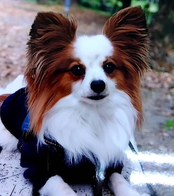 犬 写真