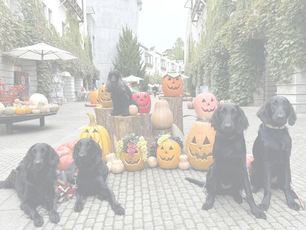 写真　犬