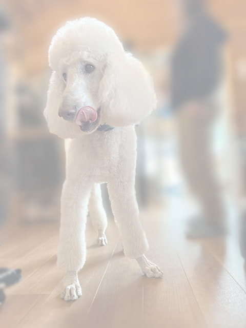 犬　写真