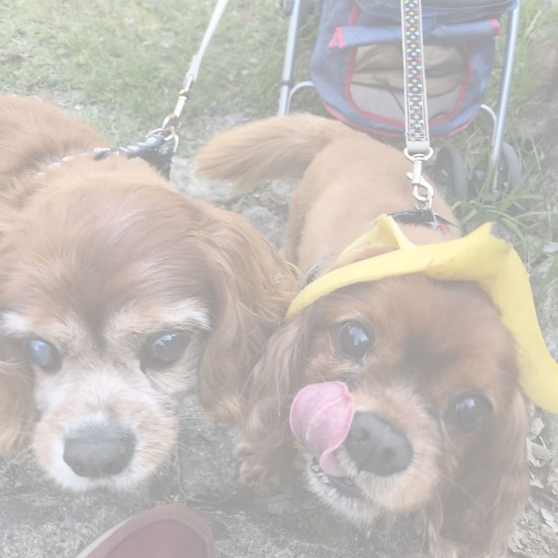 写真　犬