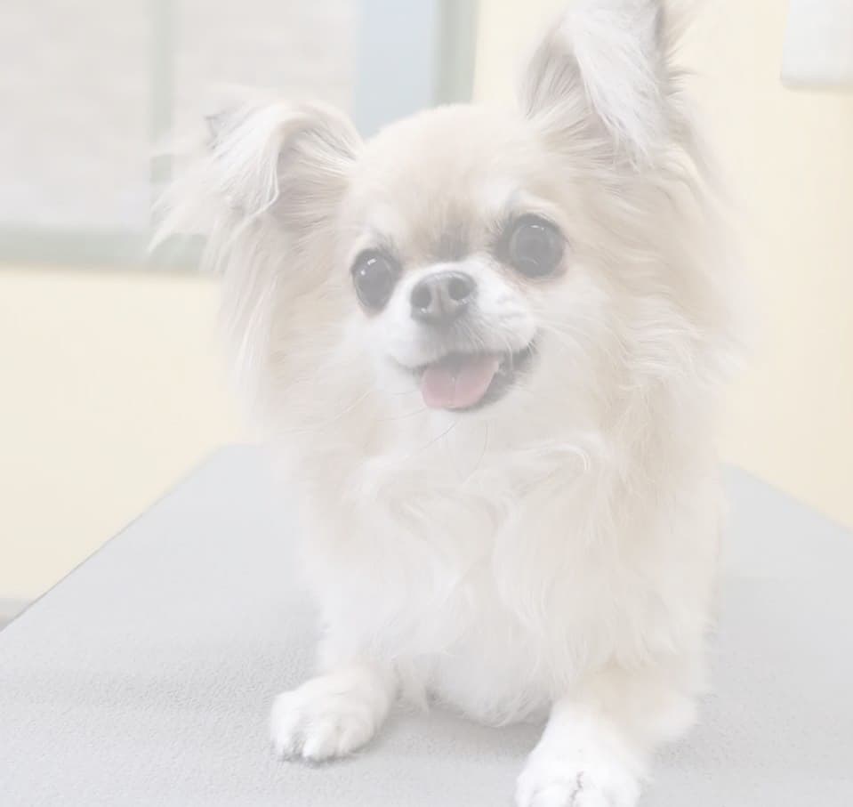 写真　犬