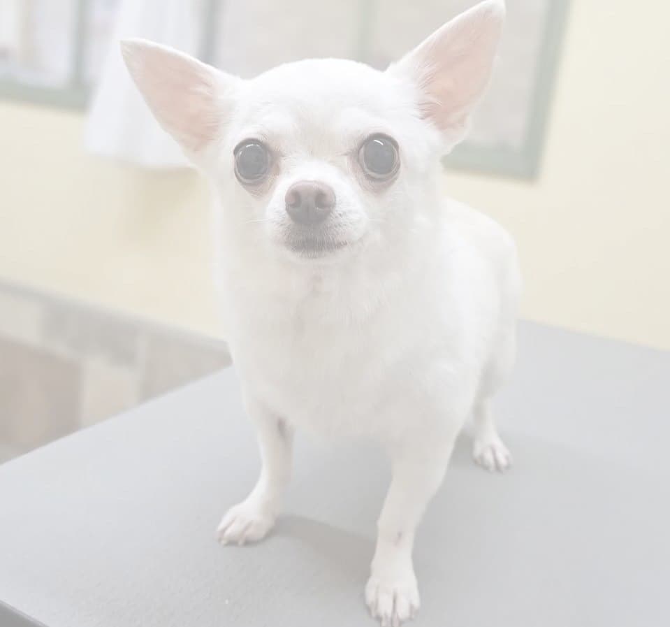 写真　犬