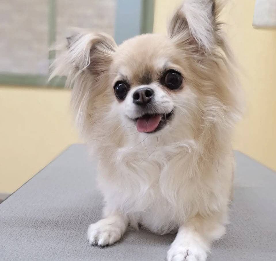 写真 犬