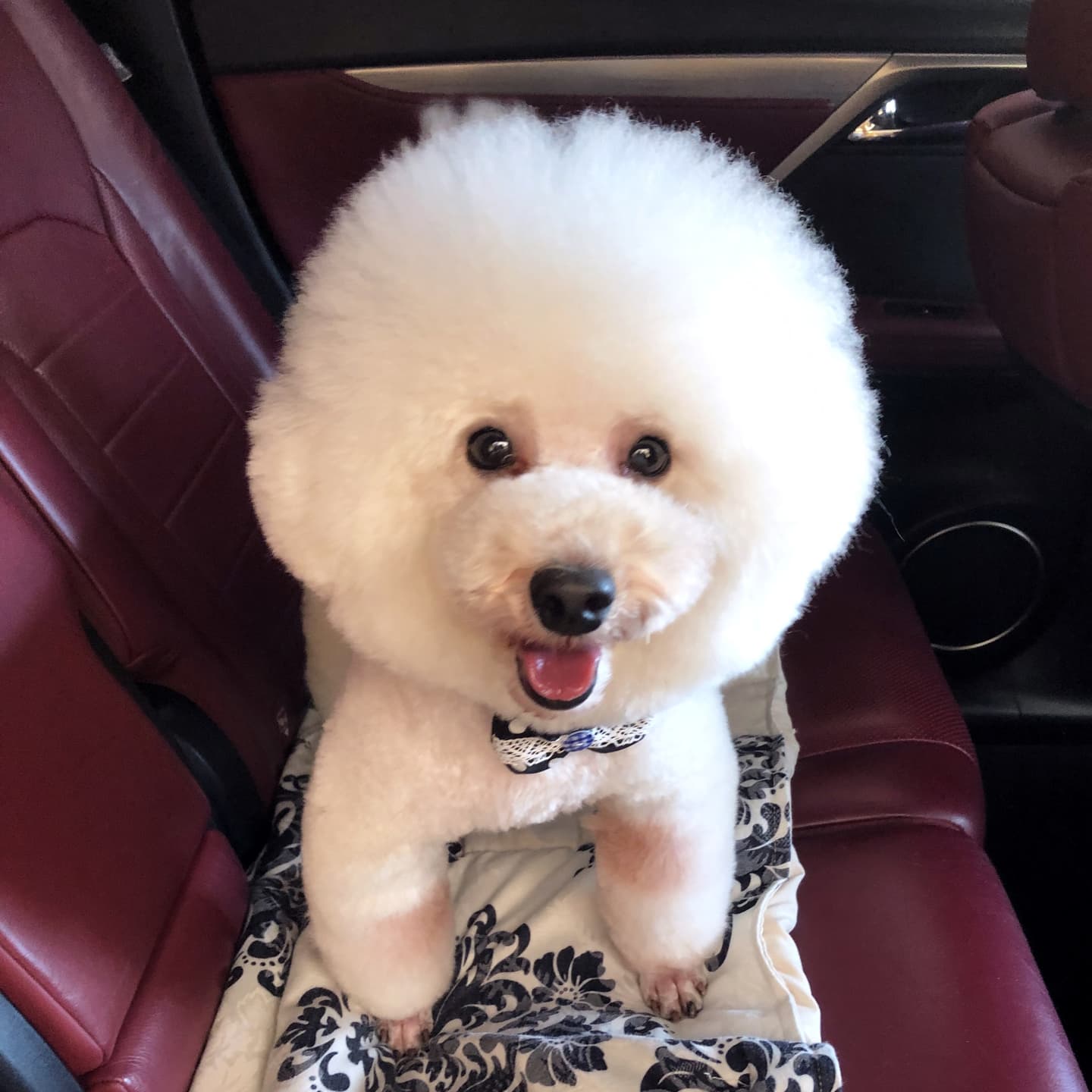 写真 犬