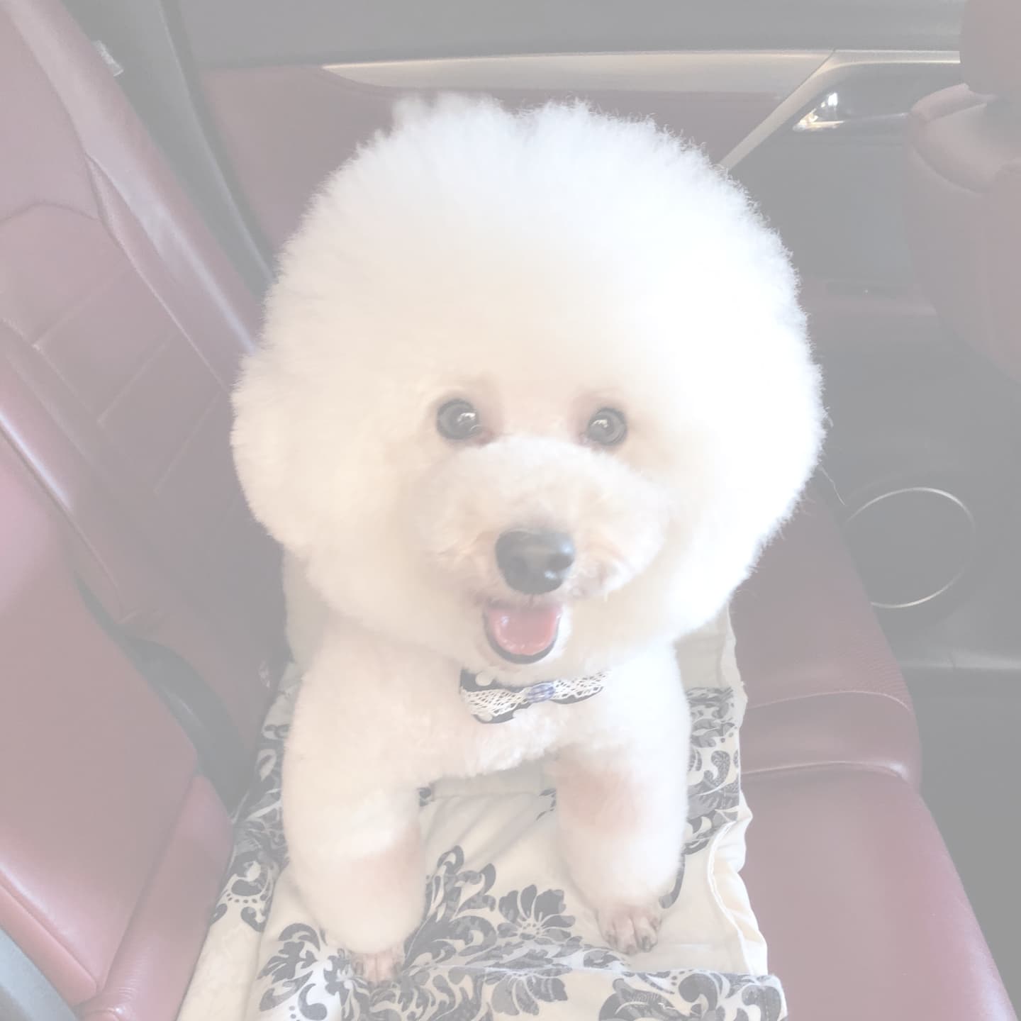 写真　犬