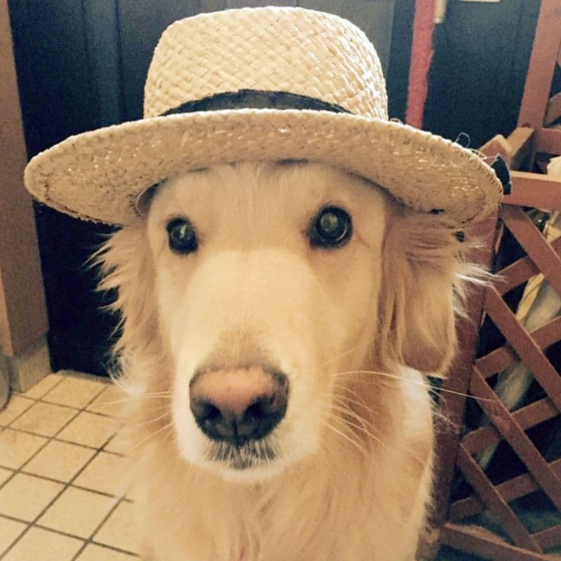 写真　犬