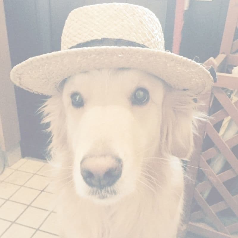 写真　犬