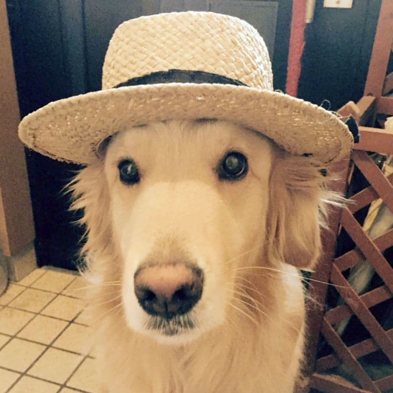 写真　犬